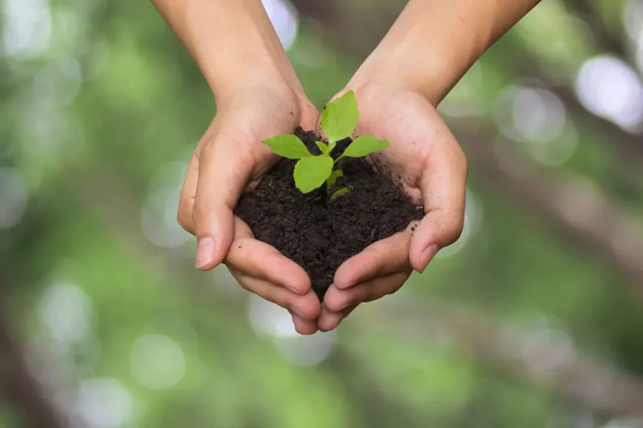 Hands holding a young seedling in soil